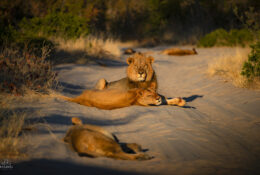 Botswana (15/52)